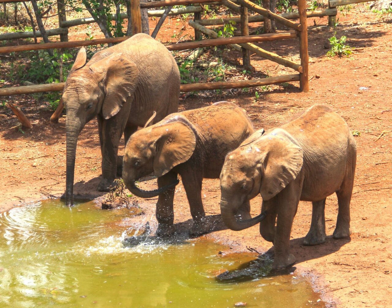 Craft beer in Zambia, microbreweries in Lusaka