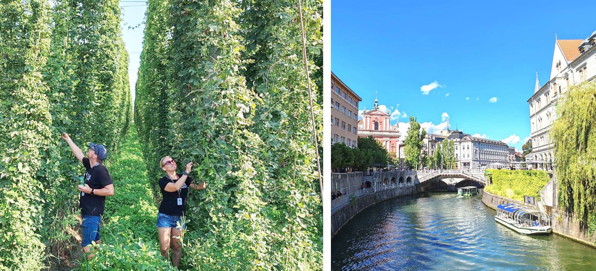 Craft beer in Slovenia: Introduction Craft beer and hop farming in Slovenia | Craft Beer Nomads