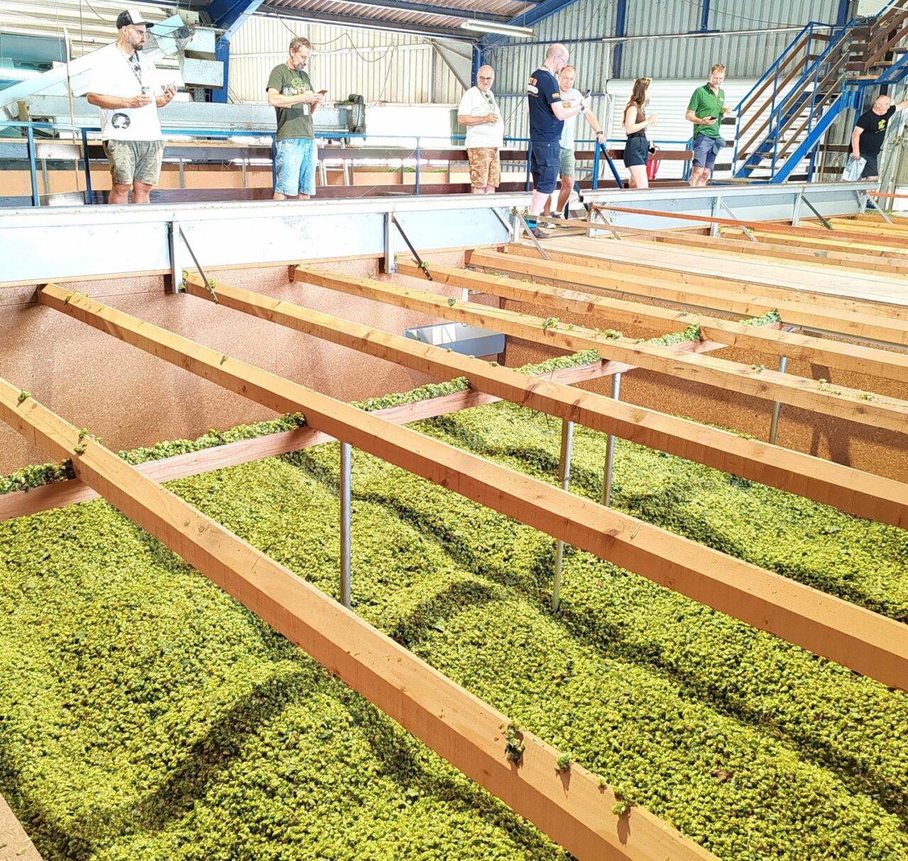 Craft beer in Slovenia: Introduction Hop farming | Craft beer in Slovenia | Craft Beer Nomads