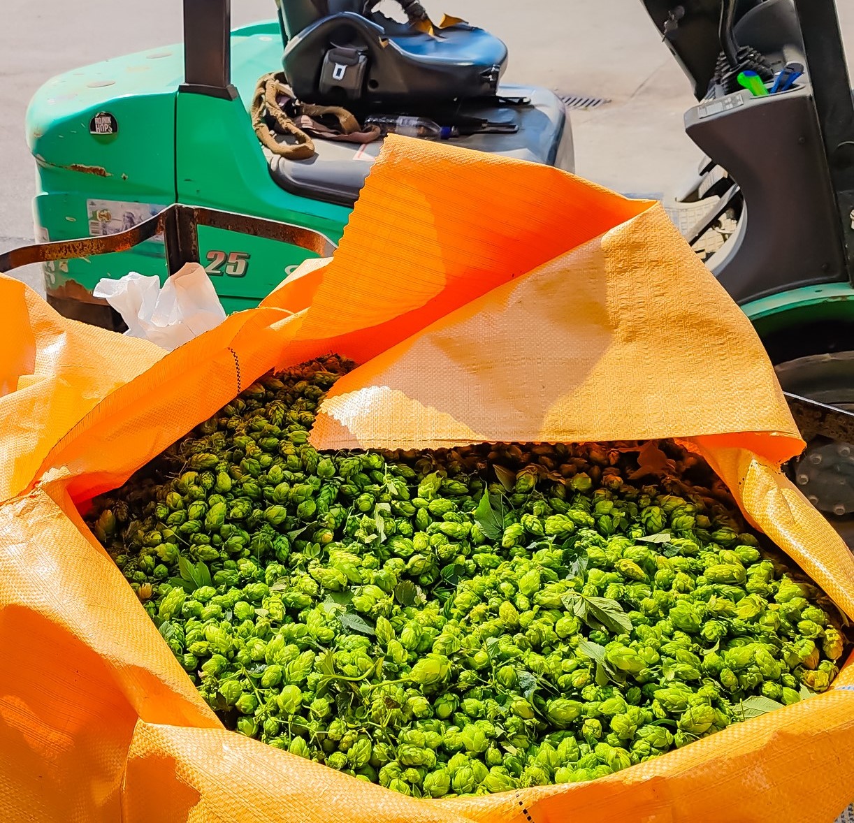 Craft beer in Slovenia: Green Gold and Clef brew amidst hop fields Fresh hops in Zalec | Craft beer in Slovenia | Craft Beer Nomads