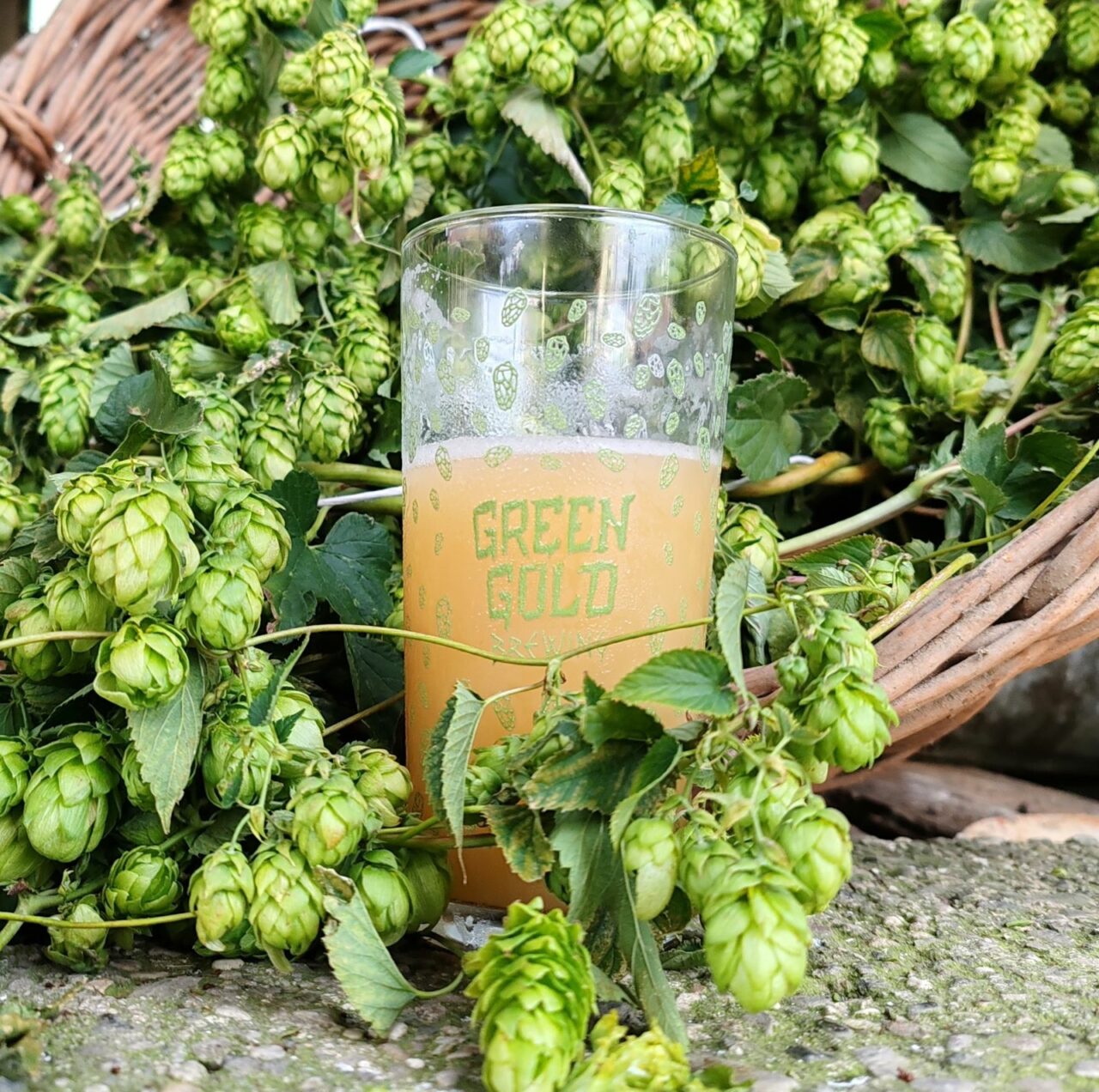 Craft beer in Slovenia: Introduction Hops and craft beer by Green Gold Brewing | Craft beer in Slovenia | Craft Beer Nomads