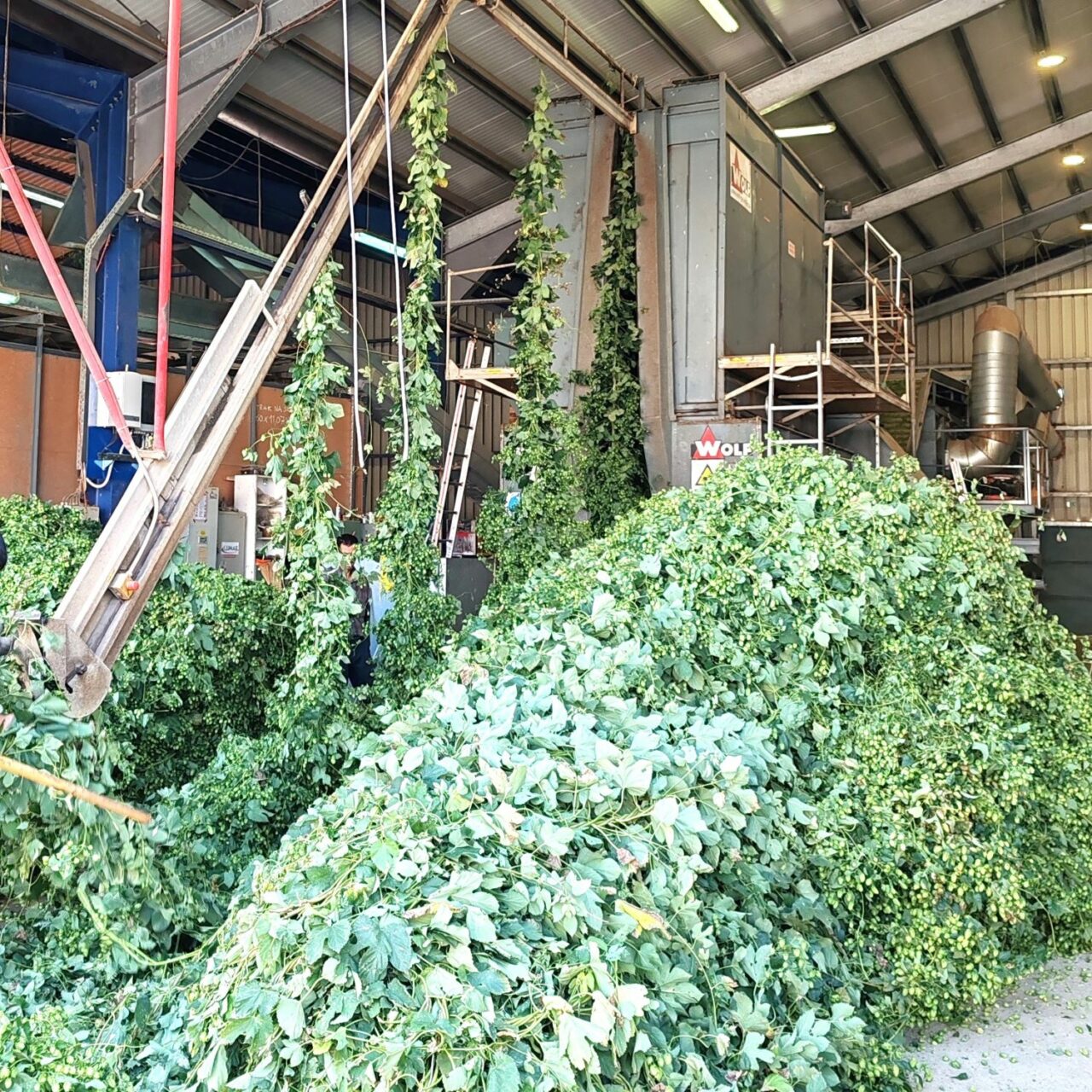 Craft beer in Slovenia: Introduction Hop harvest | Craft beer in Slovenia | Craft Beer Nomads