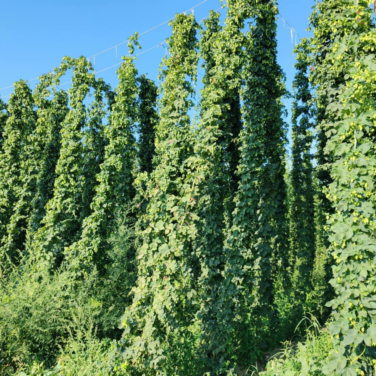 Craft beer in Slovenia: Introduction Hop field in Zalec | Craft beer in Slovenia | Craft Beer Nomads