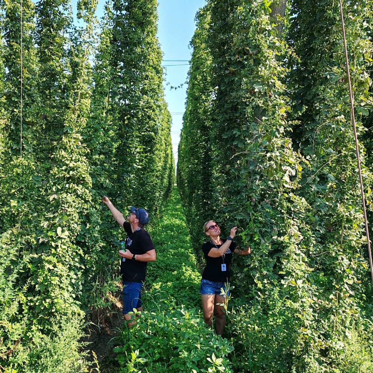 Craft beer in Slovenia: Introduction In a hop field | Craft beer in Slovenia | Craft Beer Nomads