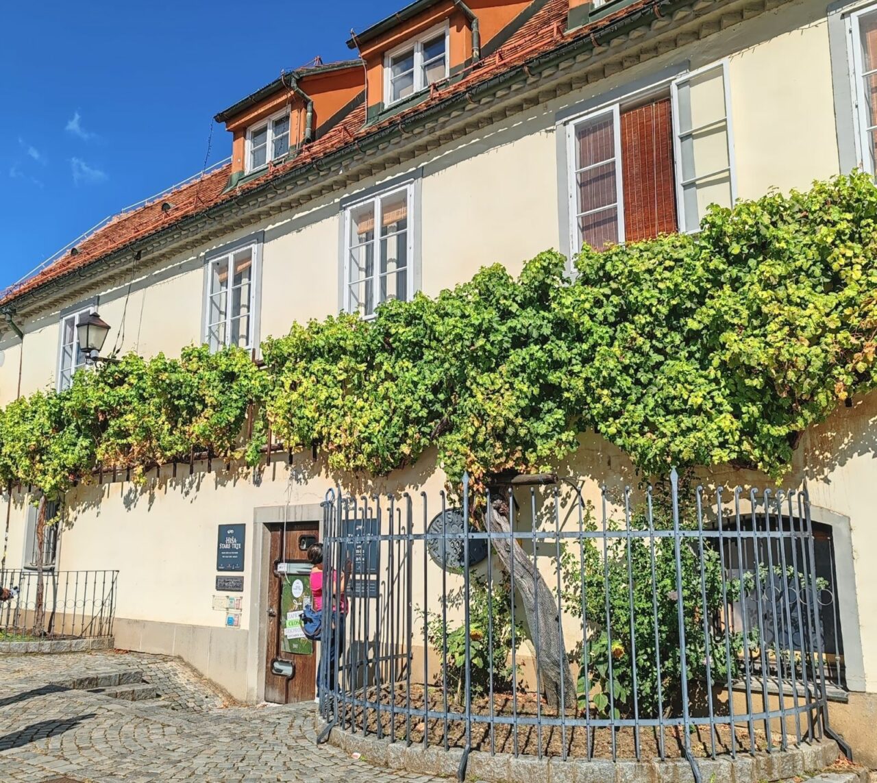 Craft beer in Slovenia: Introduction Slovenia Maribor Old Vine | Craft beer in Slovenia | Craft Beer Nomads