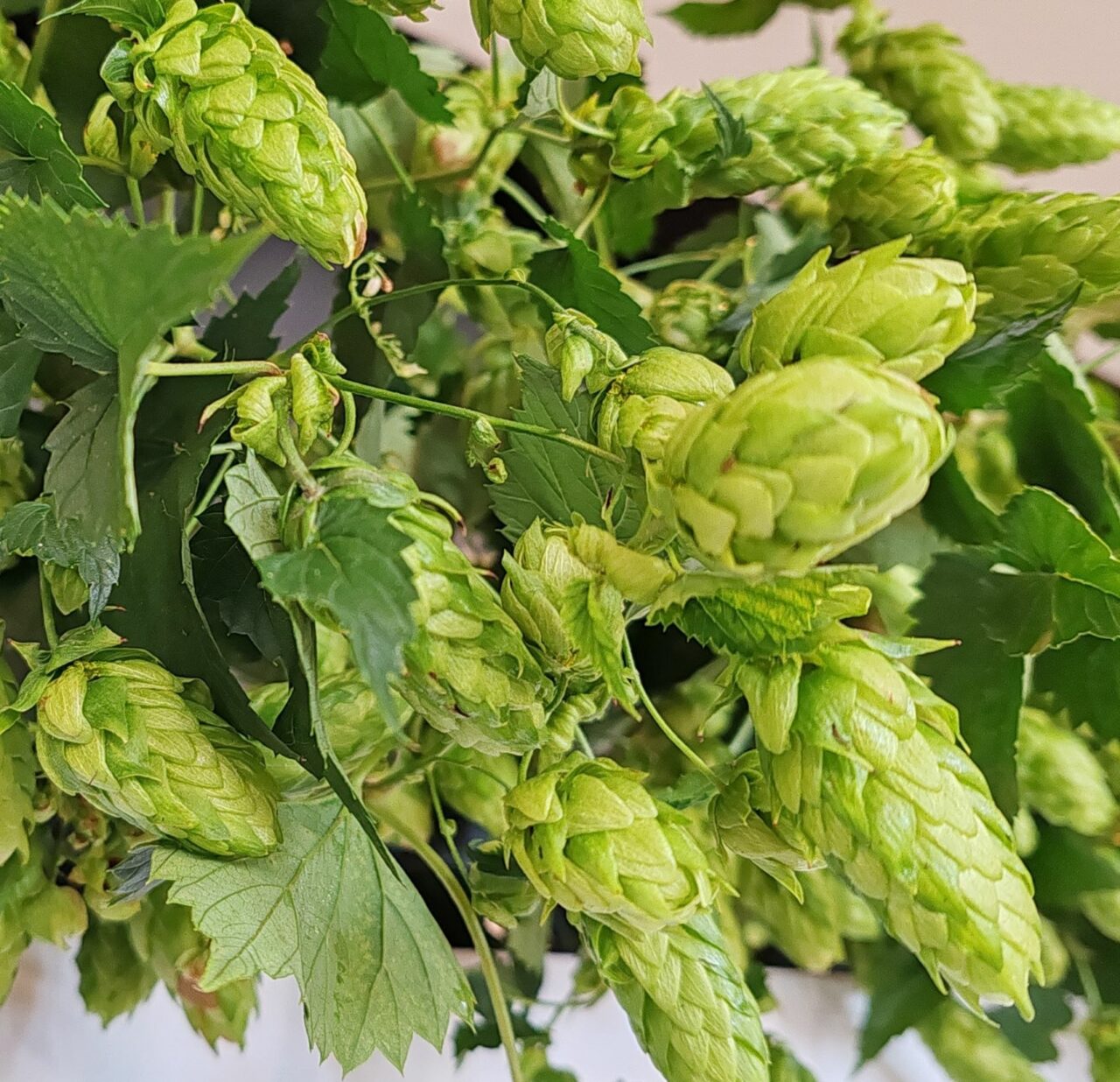 Craft beer in Slovenia: Introduction Slovenian hops | Craft beer in Slovenia | Craft Beer Nomads