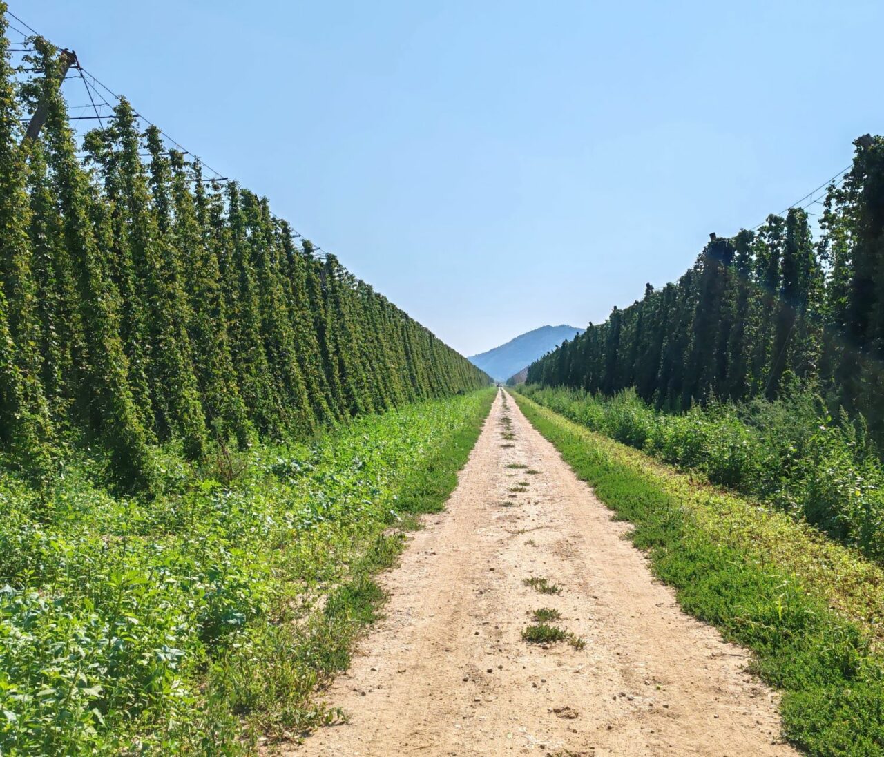 Craft beer in Slovenia: Introduction Hop fields in Zalec | Craft beer in Slovenia | Craft Beer Nomads