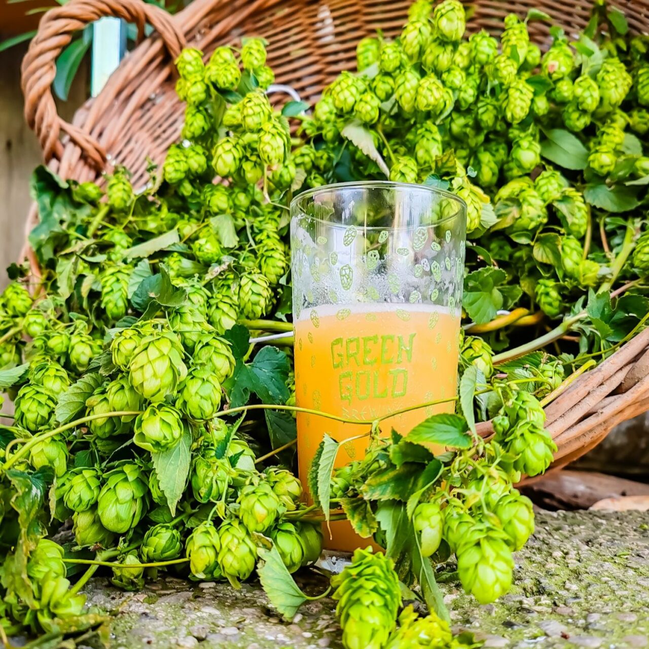 Craft beer in Slovenia: Green Gold and Clef brew amidst hop fields Fresh hops and craft beer | Craft beer in Slovenia: Green Gold and Clef brew in the middle of hop fields | Craft Beer Nomads