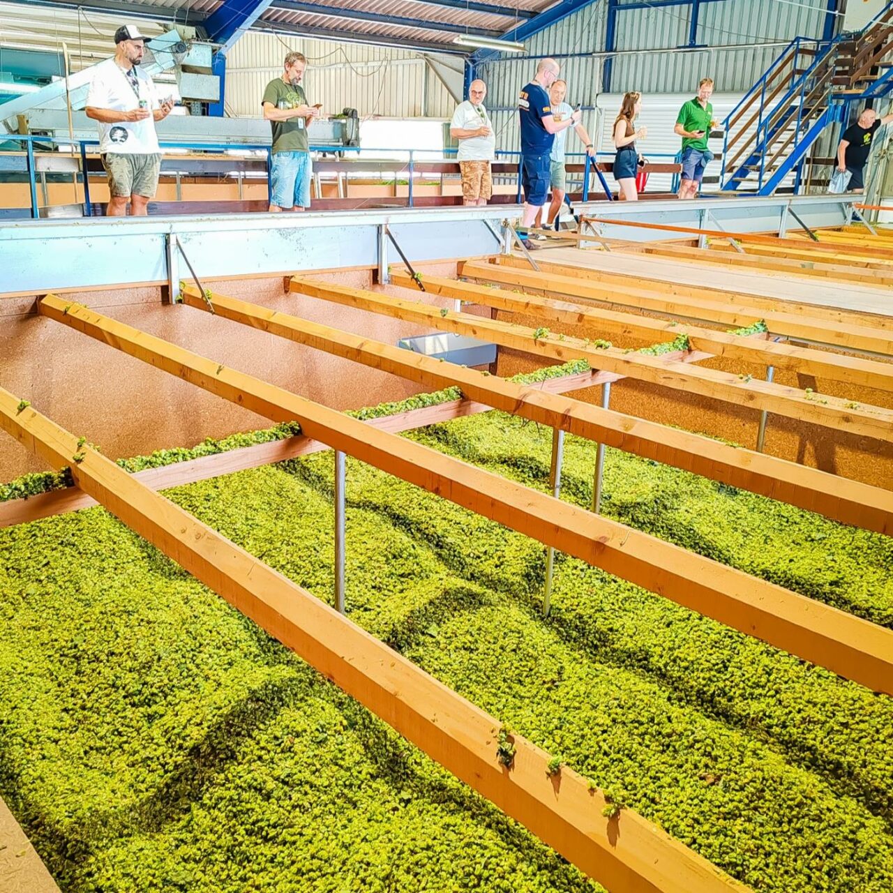 Craft beer in Slovenia: Green Gold and Clef brew amidst hop fields Rojnik hop farm | Craft beer in Slovenia: Green Gold and Clef brew in the middle of hop fields | Craft Beer Nomads