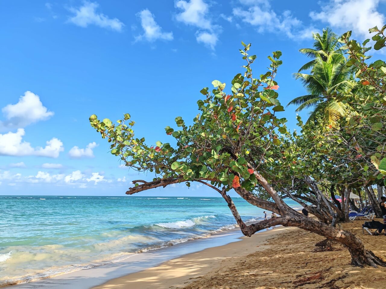 Craft beer in the Caribbean: Hunting local brews under the palm trees Las Terrenas Dominican Republic