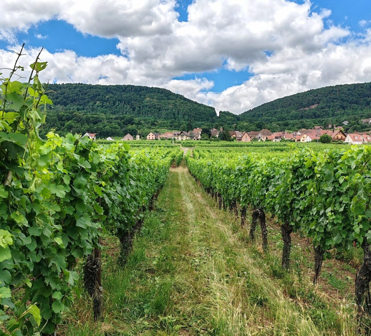 Vineyard in Alsace, France